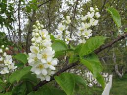 Attēlu rezultāti vaicājumam “Prunus padus var. roseiflora”