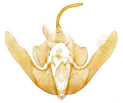 Attēlu rezultāti vaicājumam “Deltote bankiana”