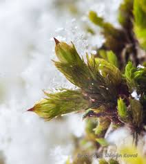 Attēlu rezultāti vaicājumam “Orthotrichum patens”