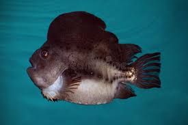 Image result for Cyclopterus lumpus