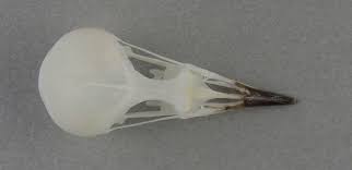 Image result for Luscinia calliope