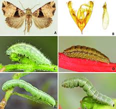 Attēlu rezultāti vaicājumam “Orthosia munda larva”