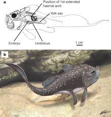 Attēlu rezultāti vaicājumam “Placodermi”
