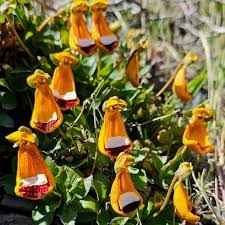 Image result for Calceolaria