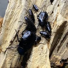 Image result for periplaneta americana