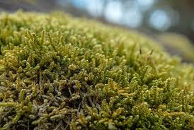 Attēlu rezultāti vaicājumam “Brachytheciastrum velutinum sporophyte”