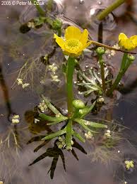 Attēlu rezultāti vaicājumam “Ranunculus elatior leaf”