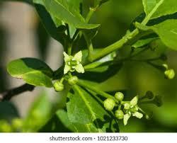 Attēlu rezultāti vaicājumam “Euonymus europaeus bud”