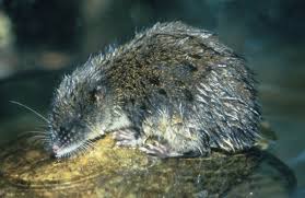 Attēlu rezultāti vaicājumam “Rhynchostegiella tenella macro”