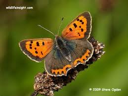 Attēlu rezultāti vaicājumam “Lycaena phlaeas female”