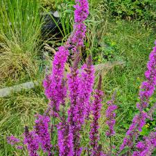 Image result for Blutweiderich