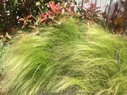 Attēlu rezultāti vaicājumam “Najas tenuissima leaf”