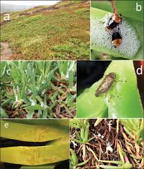 Attēlu rezultāti vaicājumam “Aphrophora nymph”