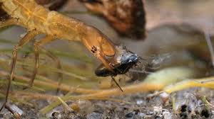 Attēlu rezultāti vaicājumam “Gerridae imago”