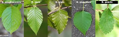 Attēlu rezultāti vaicājumam “Betula papyrifera leaf”