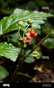 Attēlu rezultāti vaicājumam “Rubus saxatilis flower”