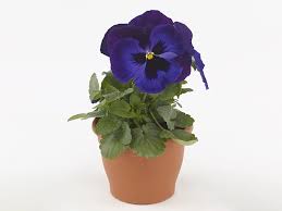 Image result for Viola wittrockiana