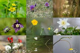 Attēlu rezultāti vaicājumam “Ranunculaceae”