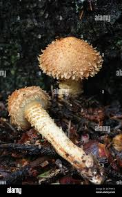 Attēlu rezultāti vaicājumam “Pholiota squarrosa”