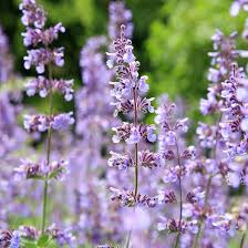 Image result for Nepeta cataria