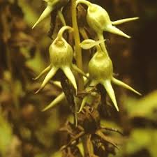 Attēlu rezultāti vaicājumam “Campanula latifolia leaf”