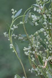 Attēlu rezultāti vaicājumam “Chenopodium polyspermum var. acutifolium flower”