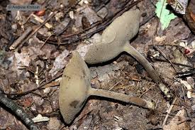 Attēlu rezultāti vaicājumam “Helvella macropus”