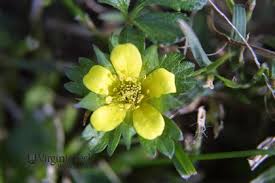 Attēlu rezultāti vaicājumam “Potentilla norvegica leaf”