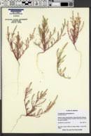 Attēlu rezultāti vaicājumam “Corispermum hyssopifolium”