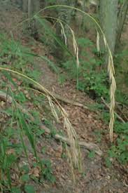 Attēlu rezultāti vaicājumam “Bromopsis benekenii”