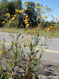 Attēlu rezultāti vaicājumam “Sonchus arvensis subsp. uliginosus bud”