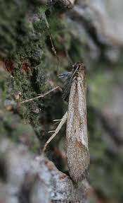 Attēlu rezultāti vaicājumam “Diurnea lipsiella”