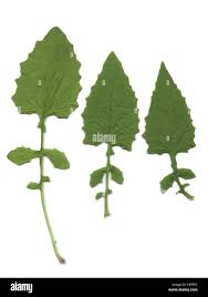 Attēlu rezultāti vaicājumam “Lapsana communis leaf”