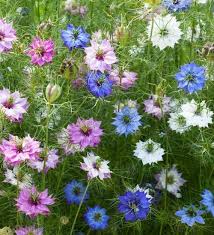Image result for Nigella damascena