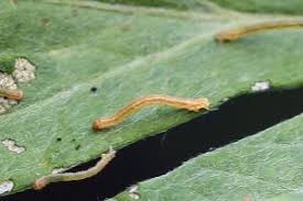 Attēlu rezultāti vaicājumam “Eupithecia succenturiata”