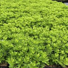 Image result for Galium odoratum