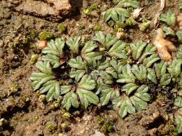 Attēlu rezultāti vaicājumam “Riccia”