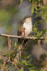 Image result for Coccyzus erythropthalmus