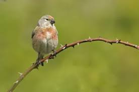 Attēlu rezultāti vaicājumam “Carduelis cannabina”
