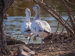 Image result for Anser caerulescens