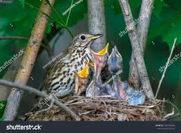 Attēlu rezultāti vaicājumam “Turdus philomelos nest”