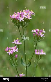 Attēlu rezultāti vaicājumam “Centaurium erythraea flower”