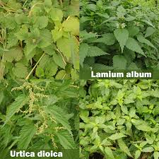 Attēlu rezultāti vaicājumam “Urtica dioica leaf”