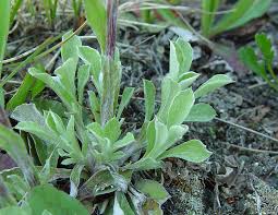 Attēlu rezultāti vaicājumam “Antennaria dioica leaf”