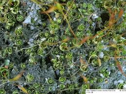 Attēlu rezultāti vaicājumam “Tortula lingulata”