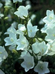 Image result for Campanula persicifolia