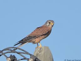 Attēlu rezultāti vaicājumam “Falco tinnunculus adult”