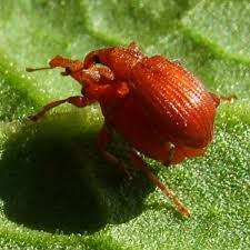 Attēlu rezultāti vaicājumam “Apion sp.”