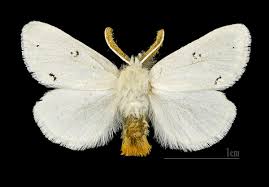 Attēlu rezultāti vaicājumam “Euproctis similis imago”