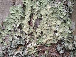 Attēlu rezultāti vaicājumam “Flavoparmelia caperata”